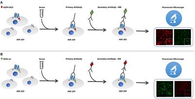 Longitudinal Evaluation of Serum MOG-IgG and AQP4-IgG Antibodies in NMOSD by a Semiquantitative Ratiometric Method